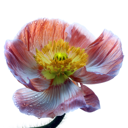 Iceland Peach Poppy F806