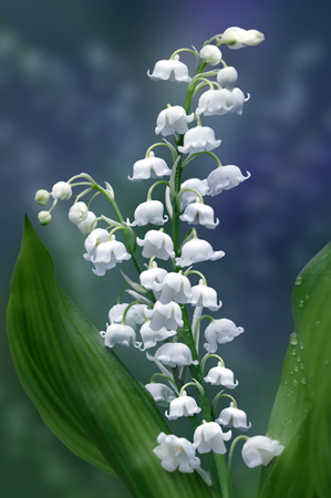 Lilly of the Valley F383