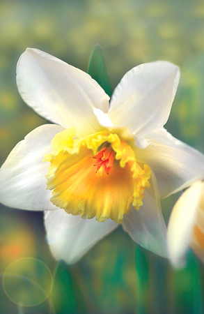 Narcissus ea113