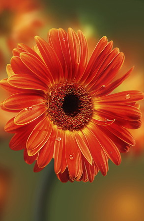 Orange Gerbera F236