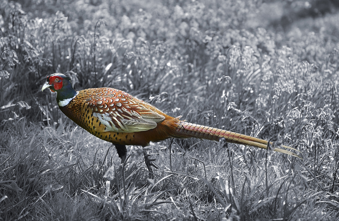 Pheasant B107sq