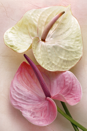 Pink and Cream Anthuriums F413