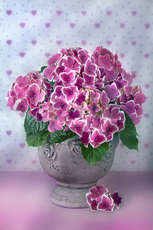 Pink Hydrangeas F798