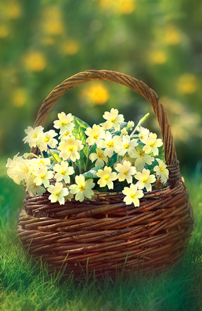 Primroses in a Basket ea117