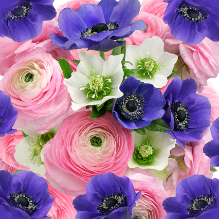 Ranunculus & Anemones F797sq