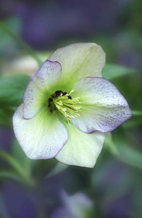 Single Hellebore F305