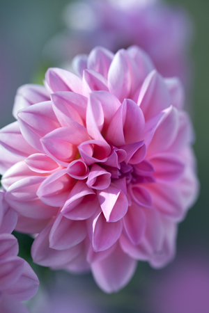 Single Pink Dahlia F807