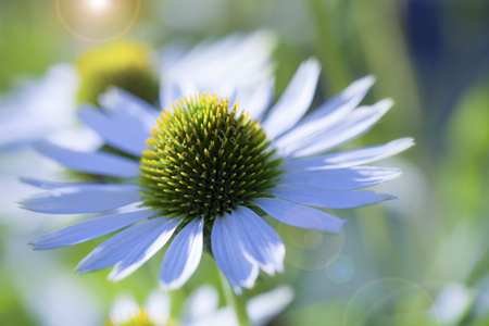 Single White Coneflower F778