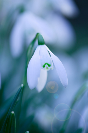 Snow Drop in Winter Sun