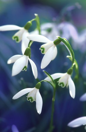 Snow Drops EA105