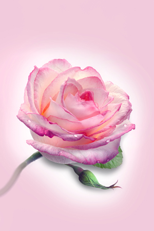 Soft Pink Rose Background F372