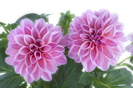 Two Pink Dahlias F809