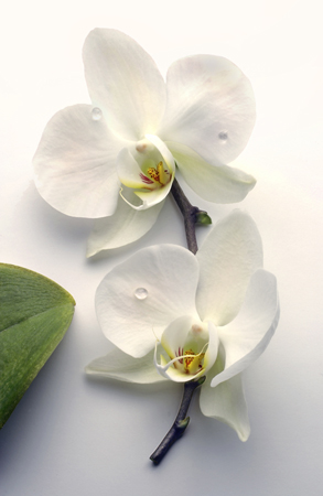 Two White Orchids F301