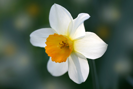 White Daffodil ea154