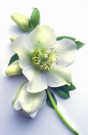 White Hellebore F300