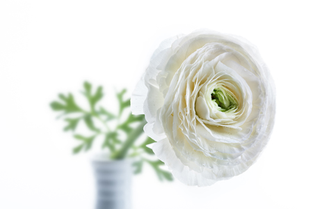 White Ranunculus F799