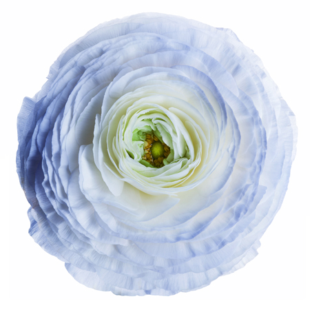 White & Blue Ranunculus F802sq