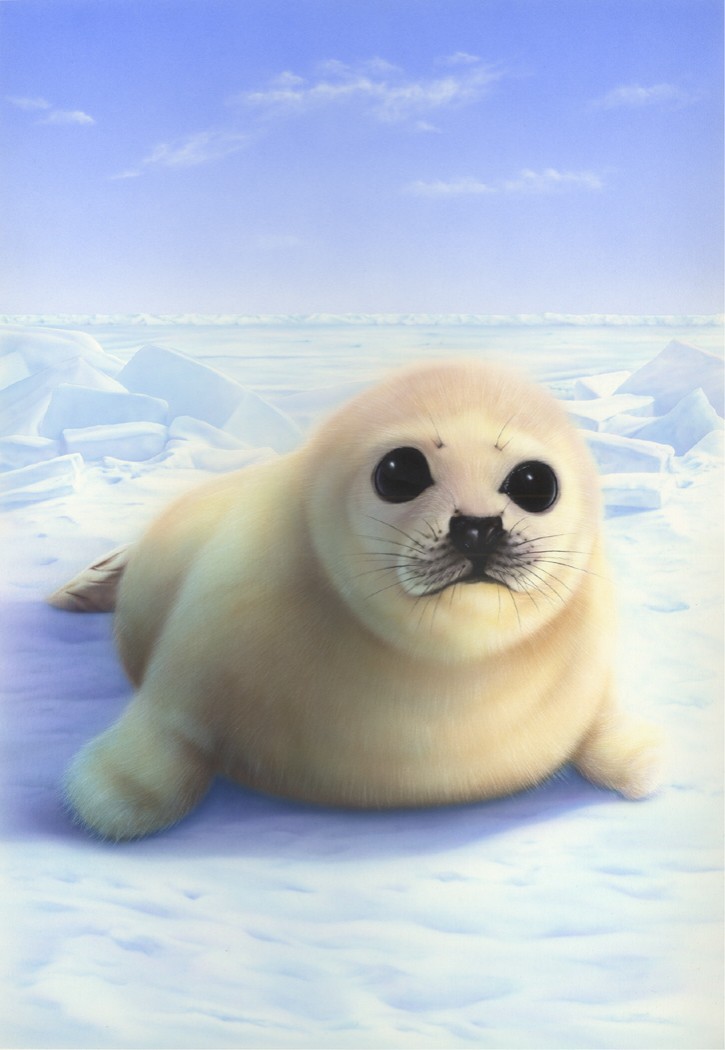 Seal Pup