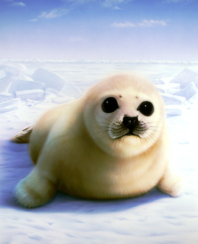 Seal Pup Variant 1