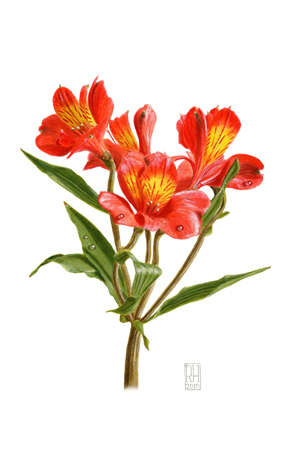 Alstroemeria