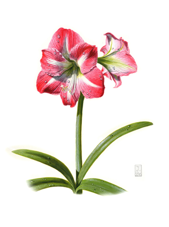 Amaryllis