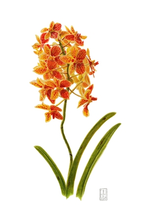 Orange Orchid