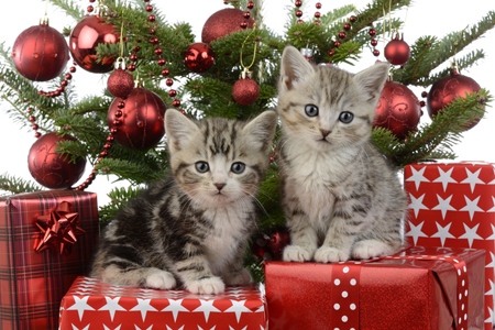 Cute Kitten Xmas Presents C607