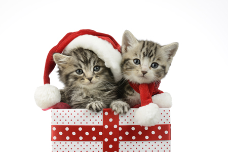 Kittens in Presents C604