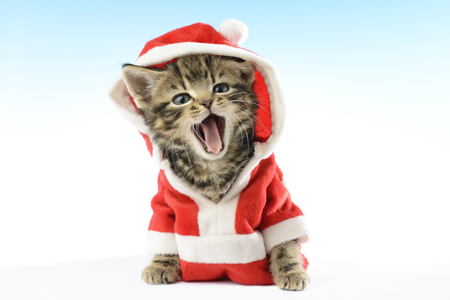 Santa Kitten Yawns C605A