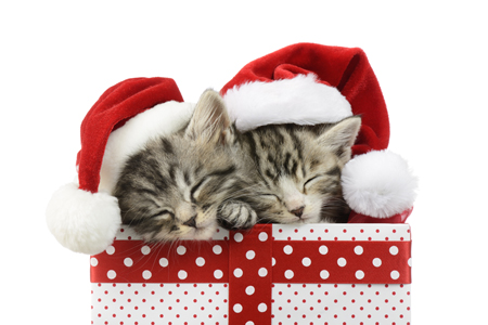 Sleeping Kittens in Presents C604A