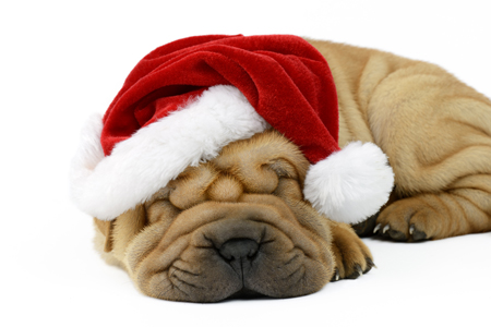 Sleepy Xmas Pup 599