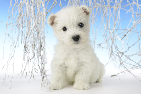 Snowy White Pup C601