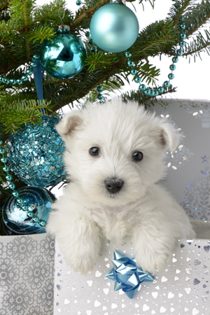 Snowy White Puppy Present