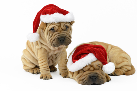 Twin Santa Pups