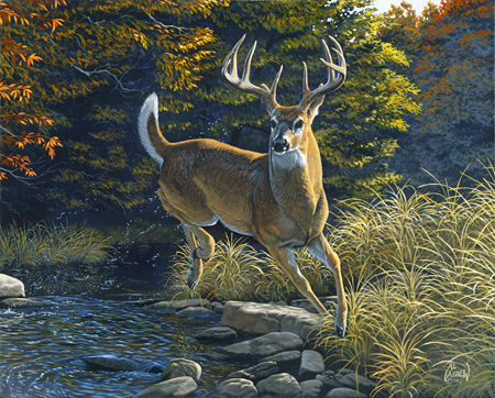 AA-305-1 – Fall Buck