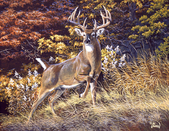 AA-319 – Fall Hunting