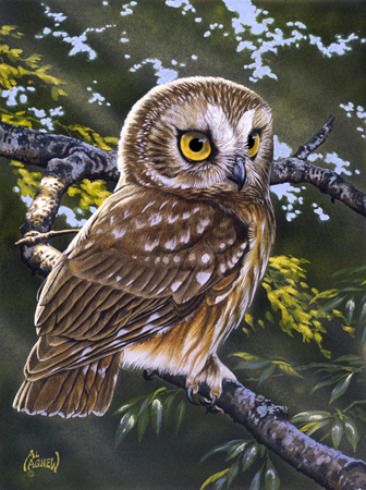 AA-414 – Saw-Whet Owl