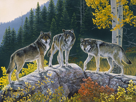 AA-906 – Fall Wolf Trio