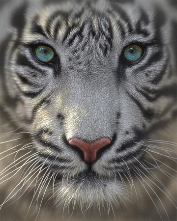 CB-0222 – White Tiger