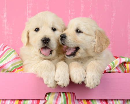 Twin White Labs in Pink Basket DP915