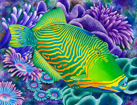 Undulated Trigger Fish