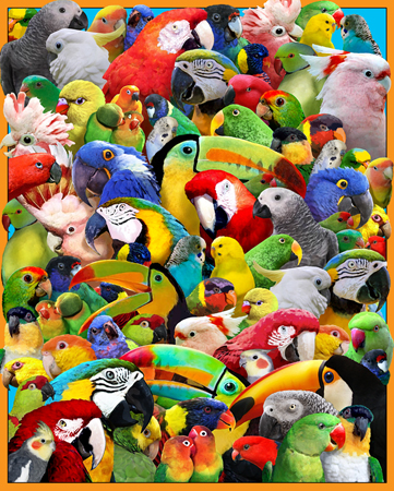 Parrot Heads