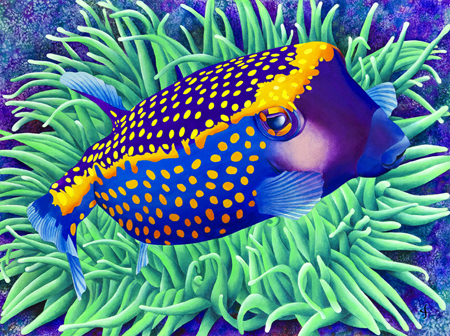 Boxfish Berthold