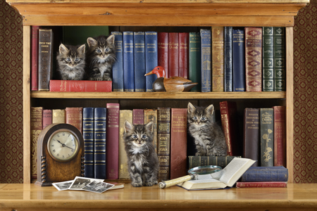 Cats in the Bookshelf CK532