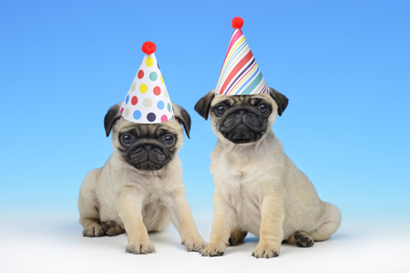 Happy Pug Birthday DP924