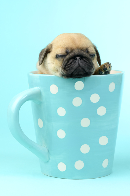 Pug in a Cup DP929