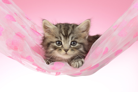 Kitten Hammock CK522