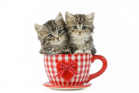 Kittens in Gingham Cup CK523