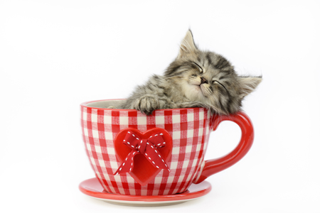 Sleeping Kitten in Gingham Cup CK524