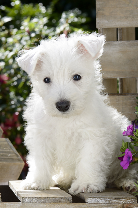 White Scottie in Garden DP910